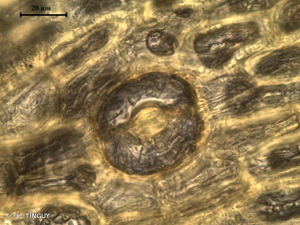 <i>Orthotrichum speciosum</i> Nees, 1819 © H. TINGUY