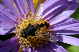Hoverfly (Eristalis arbustorum) male.jpg © Charlesjsharp