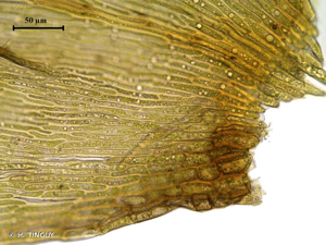 <i>Hygrohypnum duriusculum</i> (De Not.) D.W.Jamieson, 1980 © H. TINGUY