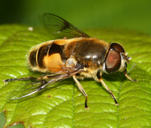 Eristalis.horticola male.jpg © Sandy Rae