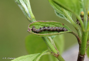 <i>Phigalia pilosaria</i> (Denis & Schiffermüller, 1775) © P. Chatard