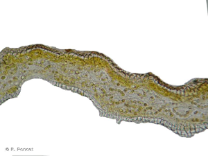 <i>Leptogium lichenoides</i> (L.) Zahlbr., 1924 © A.-H. Paradis & R. Poncet