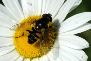 Eristalis.jugorum.male.jpg © James K. Lindsey