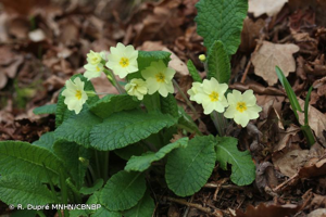 <i>Primula vulgaris </i>subsp.<i> vulgaris</i> Huds., 1762 © R. Dupré MNHN/CBNBP