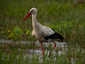 Ciconia ciconia -Mscichy, Grajewo County, Poland-8.jpg © Frank Vassen from Brussels, Belgium