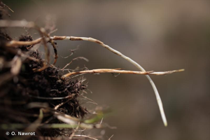 <i>Agrostis vinealis</i> Schreb., 1771 © O. Nawrot