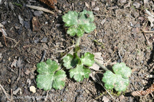 <i>Ranunculus serpens</i> Schrank, 1789 © R. Dupré MNHN/CBNBP