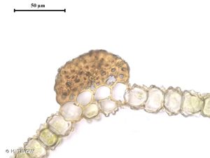 <i>Syntrichia laevipila</i> Brid., 1819 © H. TINGUY