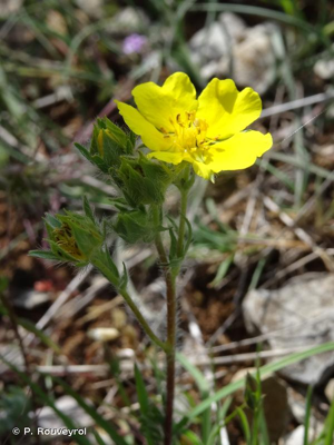 <i>Potentilla hirta</i> L., 1753 © P. Rouveyrol