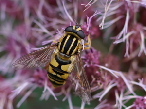 Helophilus pendulus (Kalmthout).jpg © Hans Hillewaert