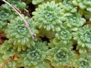 <i>Saxifraga cebennensis</i> Rouy & E.G.Camus, 1901 © H. TINGUY