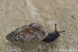 <i>Chondrina farinesii</i> (Des Moulins, 1835) © O. Gargominy