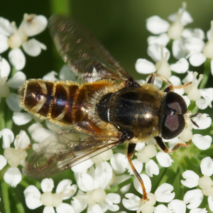 Merodon avidusDSC05647.JPG © Martin Andersson