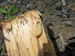 <i>Arhopalus syriacus</i> (Reitter, 1895) © B. Calmont