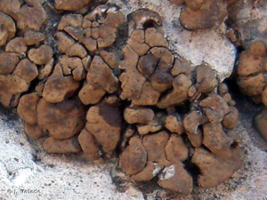 <i>Romjularia lurida</i> (Ach.) Timdal, 2007 © J. Vallade