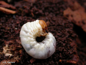 <i>Dorcus parallelipipedus</i> (Linnaeus, 1758) © B. Calmont