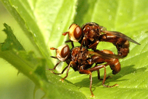 Sicus.ferrugineus.couple.jpg © James K. Lindsey