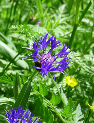 <i>Cyanus montanus</i> (L.) Hill, 1768 © O. Roquinarc'h