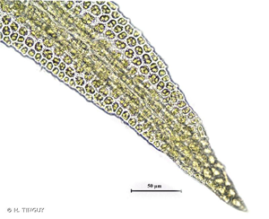 <i>Rhabdoweisia fugax</i> (Hedw.) Bruch & Schimp., 1846 © H. TINGUY