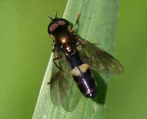 Platycheirus (Pyrophaena) rosarum - male.jpg © Sandy Rae