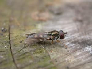 Platycheirus scutatus.jpg © dhobern