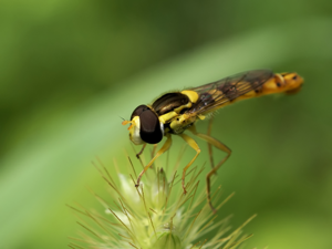 Sphaerophoria scripta .jpg © Hans Hillewaert