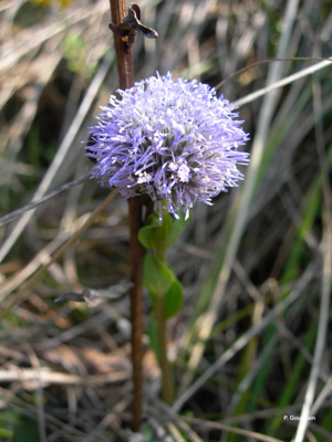 <i>Globularia bisnagarica</i> L., 1753 © P. Gourdain