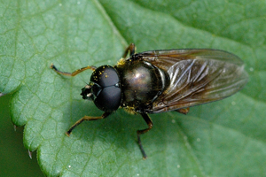 Cheilosia.albipila.male.jpg © James K. Lindsey