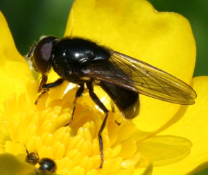 Cheilosia albitarsis (male).jpg © Sandy Rae