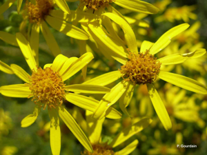<i>Jacobaea vulgaris</i> Gaertn., 1791 © P. Gourdain