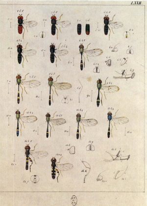 EuropäischenZweiflügeligen1790TafLXXII.jpg © J W Meigen 1790