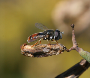 Paragus tibialis(male).jpg © Sandy Rae