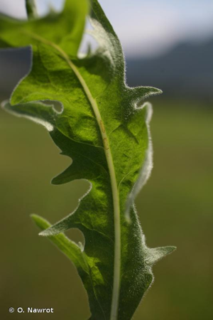 <i>Crepis nicaeensis</i> Balb., 1807 © O. Nawrot