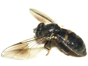 Pipiza noctiluca.jpg © Commons
