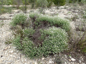 <i>Dorycnium pentaphyllum </i>subsp.<i> pentaphyllum</i> Scop., 1772 © A.-H. Paradis & R. Poncet