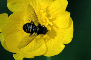 Pipiza.quadrimaculata.jpg © James K. Lindsey