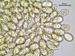 <i>Scapania irrigua</i> (Nees) Nees, 1844 © H. TINGUY