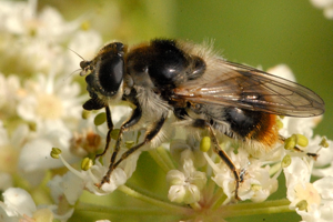 Cheilosia.illustrata2.-.lindsey.jpg © James K. Lindsey