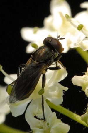 Cheilosia.mutabilis2.-.lindsey.jpg © James K. Lindsey