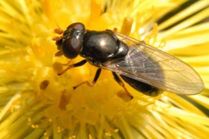 Cheilosia.pagana2.-.lindsey.jpg © James K. Lindsey