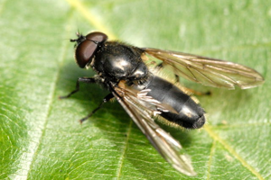 Cheilosia.variabilis.-.lindsey.jpg © James K. Lindsey