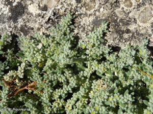 <i>Herniaria incana</i> Lam., 1789 © P. Rouveyrol