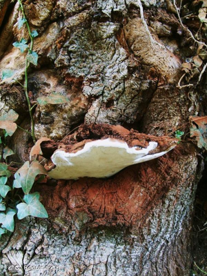 <i>Ganoderma lipsiense</i> (Batsch) G.F. Atk. © O. Roquinarc'h
