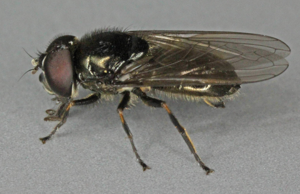 Cheilosia vernalis, Deeside, North Wales, June 2011 (16894927644).jpg © Janet Graham