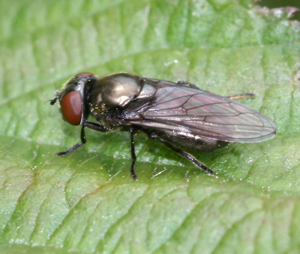 Chrysog.virescens female2.jpg © Sandy Rae