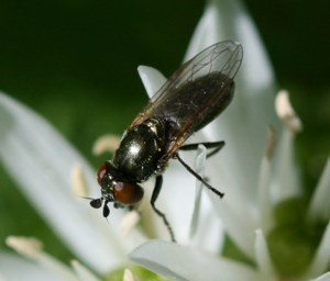 Lejogaster metallina3.jpg © Sandy Rae