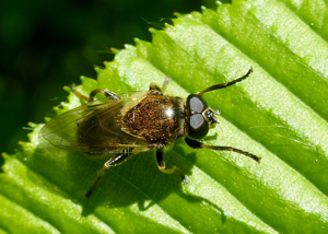 Myolepta vara.jpg © Matej Schwarz