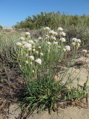 <i>Armeria arenaria </i>subsp.<i> bupleuroides</i> (Godr. & Gren.) Greuter & Burdet, 1989 © H. Tinguy