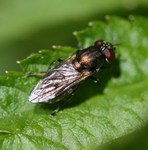 Orthonevra sp. female.jpg © Sandy Rae