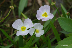 <i>Baldellia ranunculoides</i> (L.) Parl., 1854 © P. Gourdain